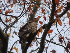 Milvus migrans lineatus