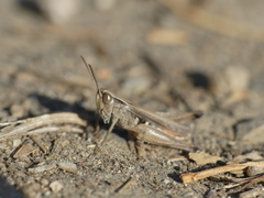 Omocestus panteli