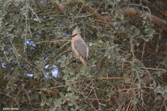 Urocolius macrourus