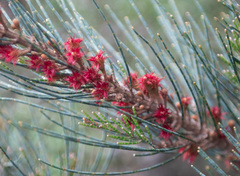Allocasuarina grampiana