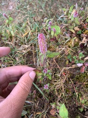 Elsholtzia strobilifera