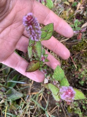 Elsholtzia strobilifera