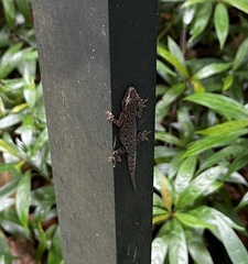 Gekko monarchus