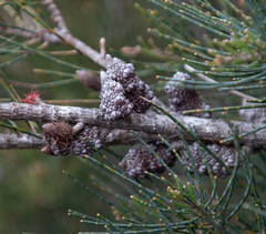 Allocasuarina grampiana