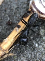 Camponotus vagus