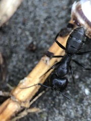 Camponotus vagus