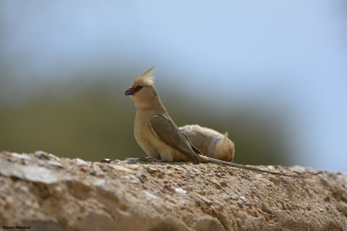 Blue-naped Mousebird