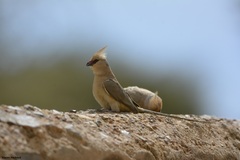Urocolius macrourus