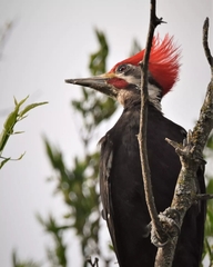 Dryocopus schulzii