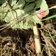 Milacidae