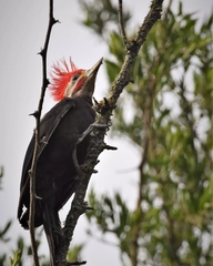 Dryocopus schulzii