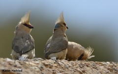 Urocolius macrourus