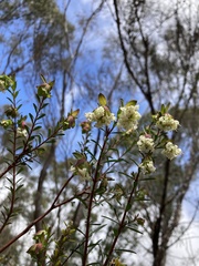 Pimelea ligustrina