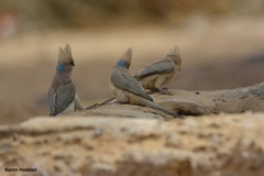 Urocolius macrourus