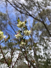 Pimelea ligustrina