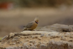 Urocolius macrourus