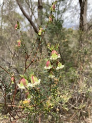 Pimelea ligustrina