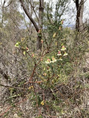 Pimelea ligustrina