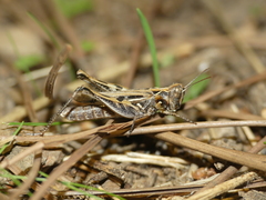 Dociostaurus jagoi occidentalis