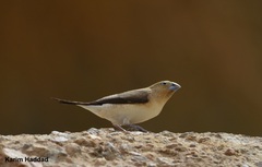Euodice cantans