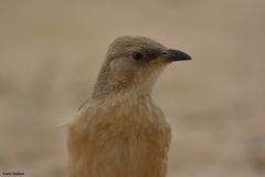 Argya fulva