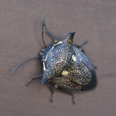 Alcimocoris japonensis