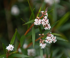 Leucopogon neurophyllus