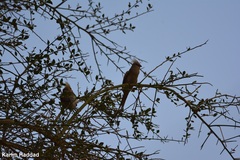 Urocolius macrourus