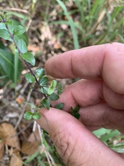 Glossocarya hemiderma