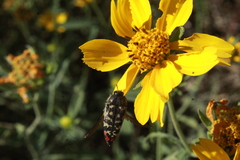 Acmaeodera disjuncta