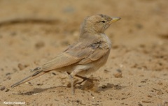 Ammomanes deserti