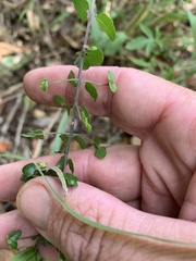 Glossocarya hemiderma