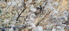 Hetrodes pupus