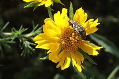 Acmaeodera disjuncta