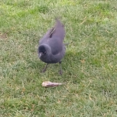 Corvus monedula