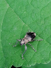 Naupactini