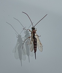 Tromatobia lineatoria