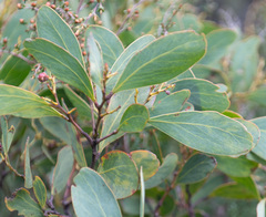 Acacia obliquinervia
