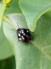 Thyreocoridae