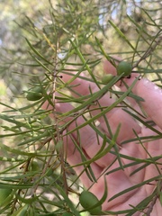 Persoonia virgata