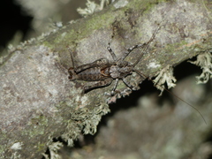 Thyreonotus bidens
