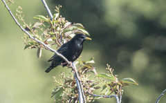 Sturnus vulgaris