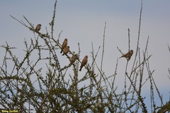 Bucanetes githagineus