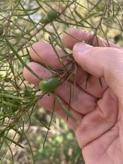 Persoonia virgata