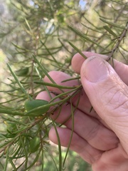 Persoonia virgata