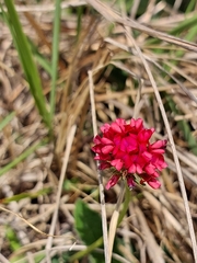 Trifolium africanum africanum