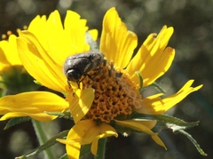 Acmaeodera disjuncta