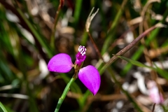 Polygala