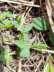 Trifolium africanum africanum