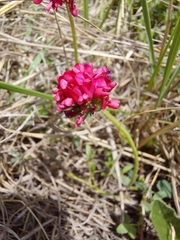 Trifolium africanum africanum